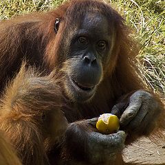 photo "A tangerine,  sweet, smells of a New Year!"