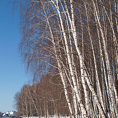 фото "К проруби"