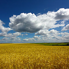 photo "In the midst of summer"