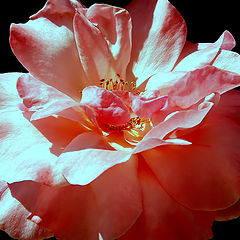 фото ""A Rose...""