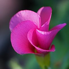 photo "Pink Whatsa?"