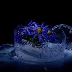 фото "Flower and Ice 2 ( С Днем Рождения Светлана!!!!)"