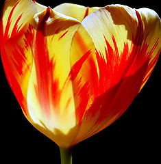 photo ""The Tulip...""