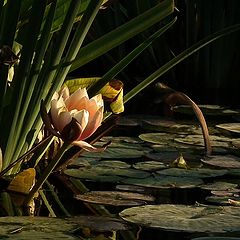 photo "Evening at the Pond."