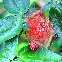 photo "Calliandra emarginata."