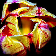photo ""The Tulip ... Colors..""