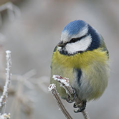 фото "Parus caeruleus - Лазоревка"