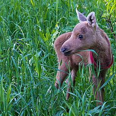 photo "Calf Elk"