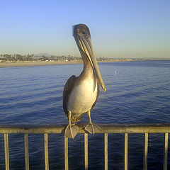 фото "Pelican"