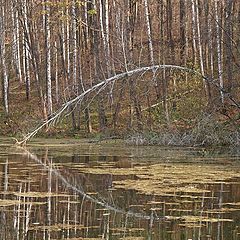 фото "Осенний этюд 5"