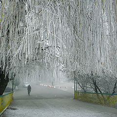 фото "Frost and fog"