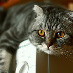 фото "Кот на микроволновке"