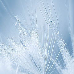 photo "***"