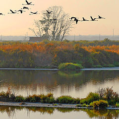 фото "Estuary"