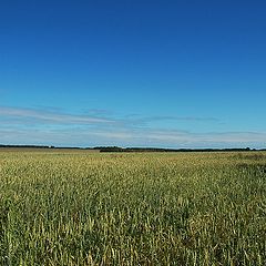 photo "Gentle fields of Siberia"