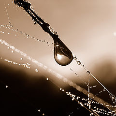 photo "***"