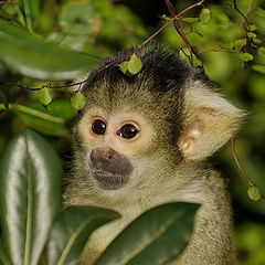 фото "Monkey (The London Zoo)"