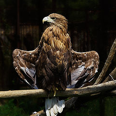 photo "***"