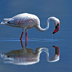 фото "Flamingo"