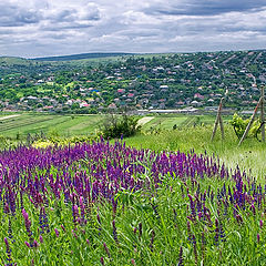 фото "Зеленая планета"