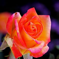 photo "Rosy Rose"