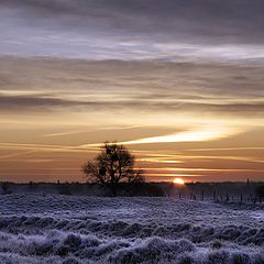 photo "Frosty morning"