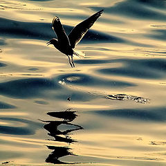 photo ""A Seagull...!""