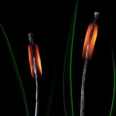 photo "Tule"