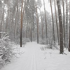 photo "Snowfall in wood"