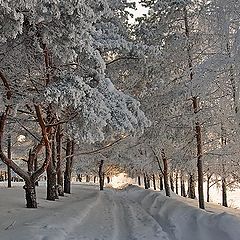 фото "Лесная сказка."