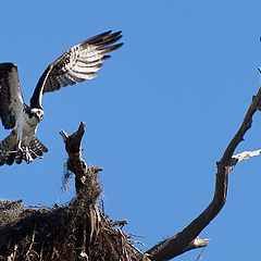 photo "Nest-building Ospreys"