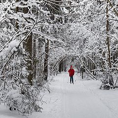 фото "в зимнем лесу"