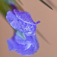 photo "Solo sky-blue iris ..."