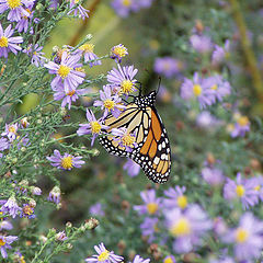 photo "Shy butterly"