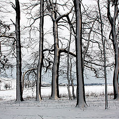 фото "Quiet Winter"