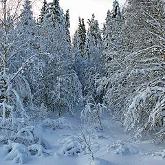 фото "снежное утро"