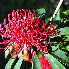 photo "Waratah"