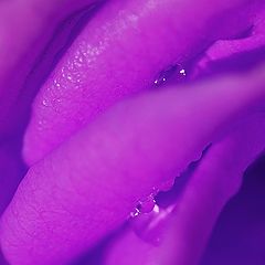 фото "Lavender Labia"