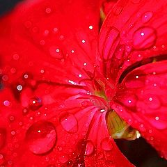 photo "Rain Drops On Gerry"