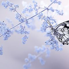 фото "***"