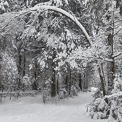 photo "In snow-covered wood"