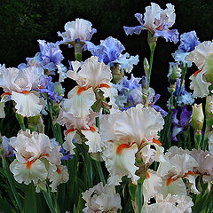 photo "Irises... with red beaks"