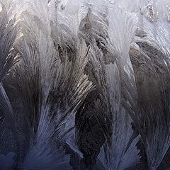 фото "зимний лес"