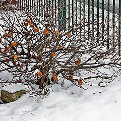 фото "Яблонька на снегу."