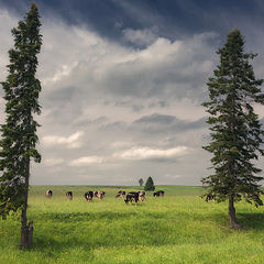 фото "Пейзаж с елками"