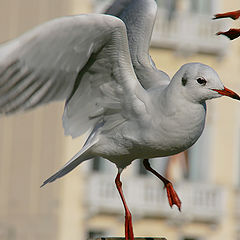 photo "The Interrupted dance"