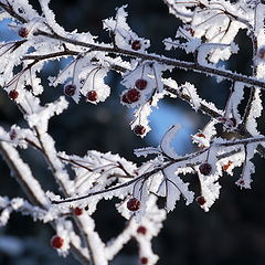 photo "Winter - the artist"