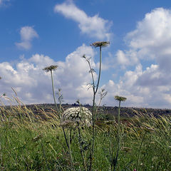 photo "Mountain meadow..."