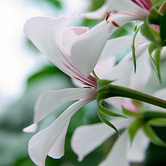 фото "Pelargonium"