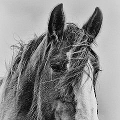 photo "Young Billy"